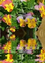 pansies