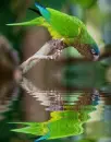 parrot