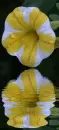 petunia