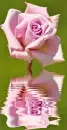 pink rosa