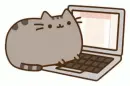cat with computer