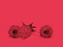 raspberry