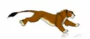 lion