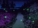 night