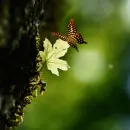 butterfly