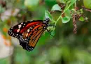 butterfly