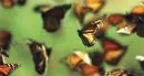butterflies