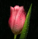 tulip in rain