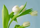 white tulips