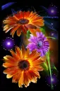 gerberas