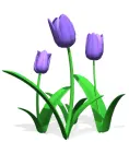 blue tulips