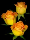 rosas