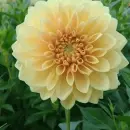 yellow dahlia