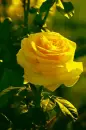yellow rosa