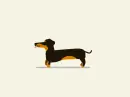 dachshund