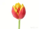 tulip