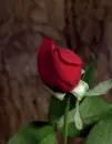 blooming red rosa