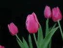 blooming tulips