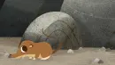 shrew
