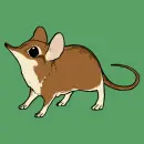 elephant shrew