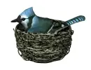 blue jay
