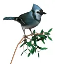 blue jay