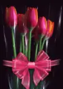 beautiful tulips