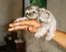 silver sloth