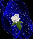 white rosa