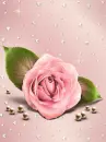 pink rosa