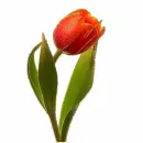 red tulip