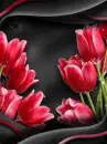 red tulips