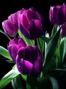 purple tulip
