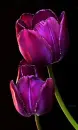 purple tulips