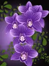 orchids