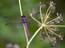 Background: Purple Dragonfly