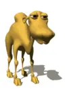 camel