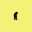 black cat
