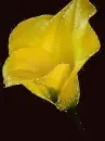yellow calla