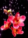freesia