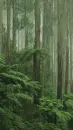 rainwood