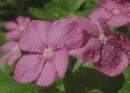 impatiens