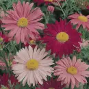 chrysanthemums