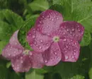 impatiens