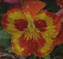 pansy
