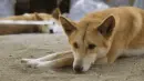 dingo
