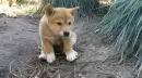dingo puppy