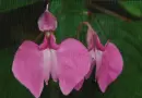 impatiens