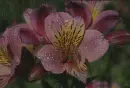 alstroemeria