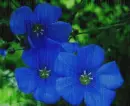 blue flowers